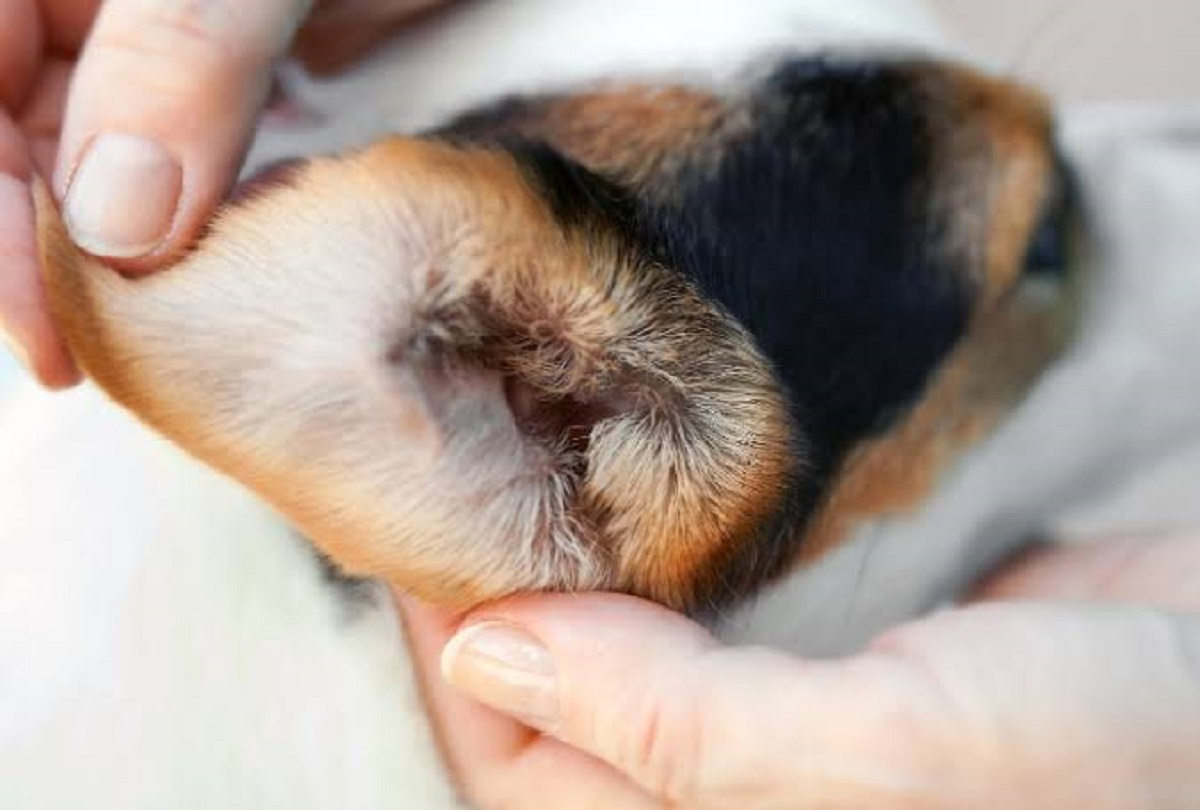 Dor de ouvido em cachorro: principais sinais e quando procurar um veterinário 1 Dor de ouvido em cachorro: principais sinais e quando procurar um veterinário