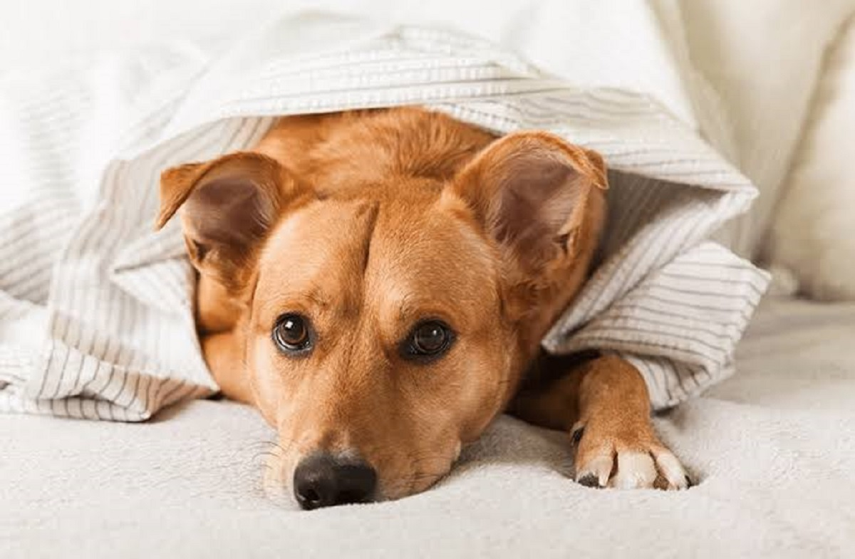 Cachorro deitado com dor de ouvido Cachorro deitado com dor de ouvido