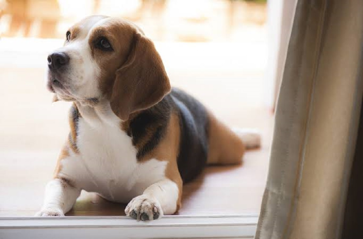 Cachorro com dor de ouvido Cachorro com dor de ouvido